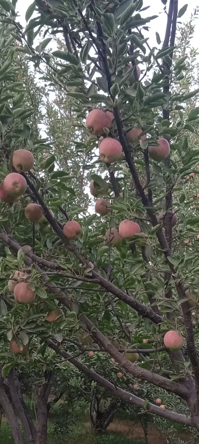 اجاره باغ سیب