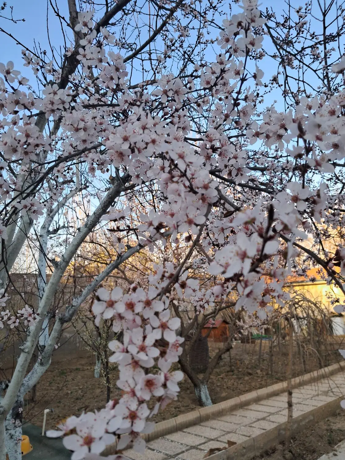 اجاره باغ ویلا
