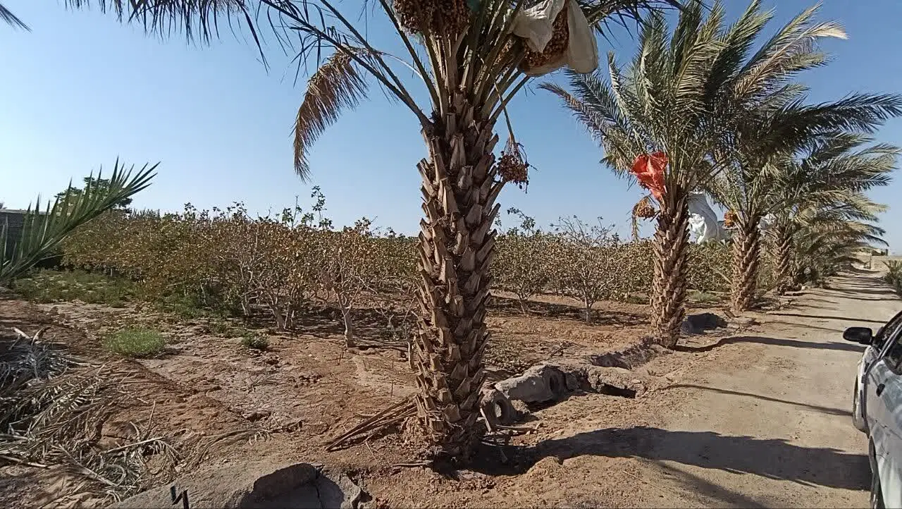 زمین کشاورزی مبارکه همراه با آغول