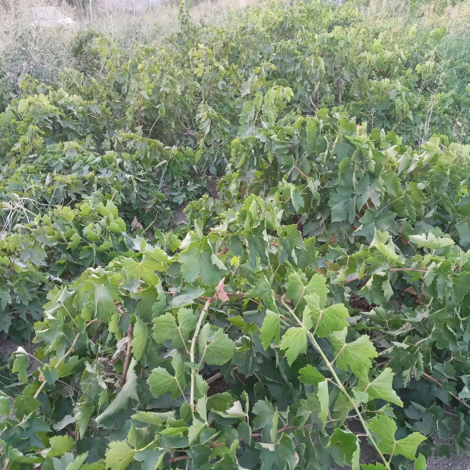 باغ انگوری بی نظیر