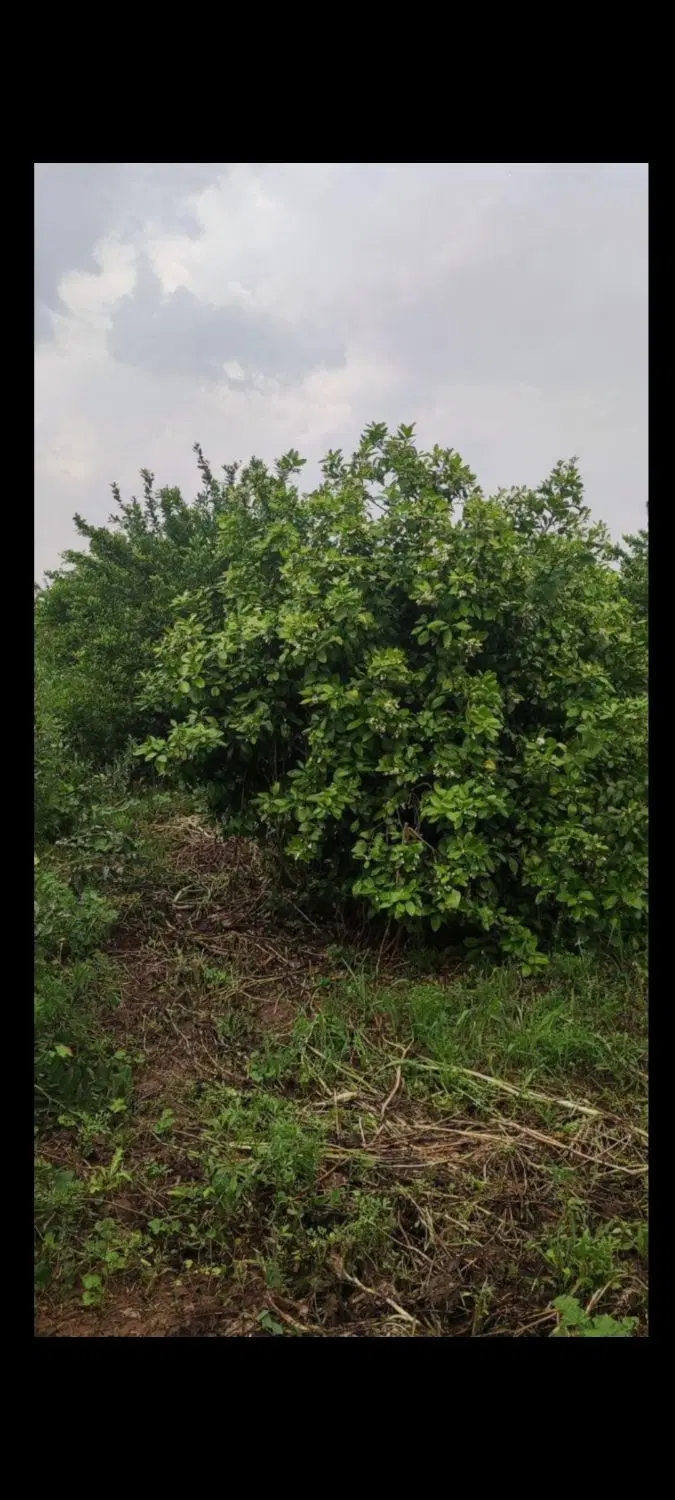 باغچه 1320 متر