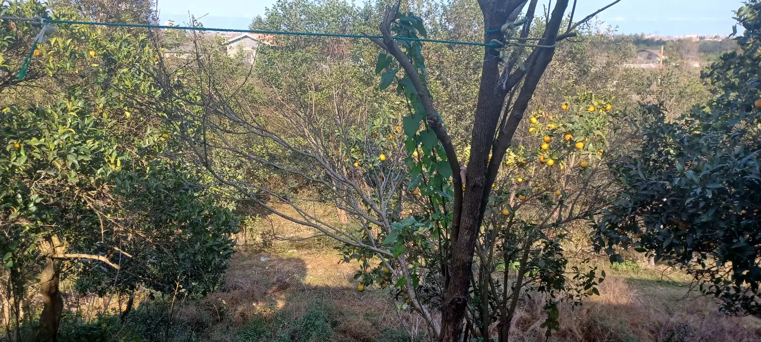 زمین کاربری مسکونر با قید در سند