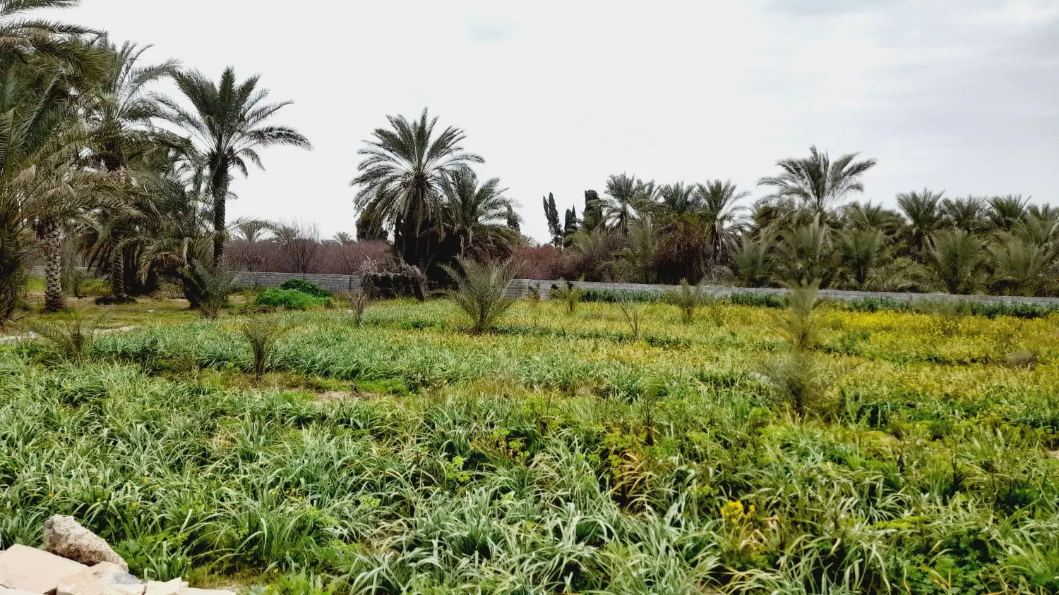 باغ منصوریه