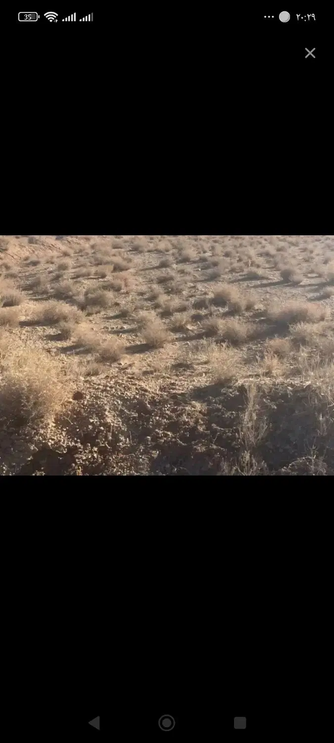 زمین چوپارستان ۲۰قصب
