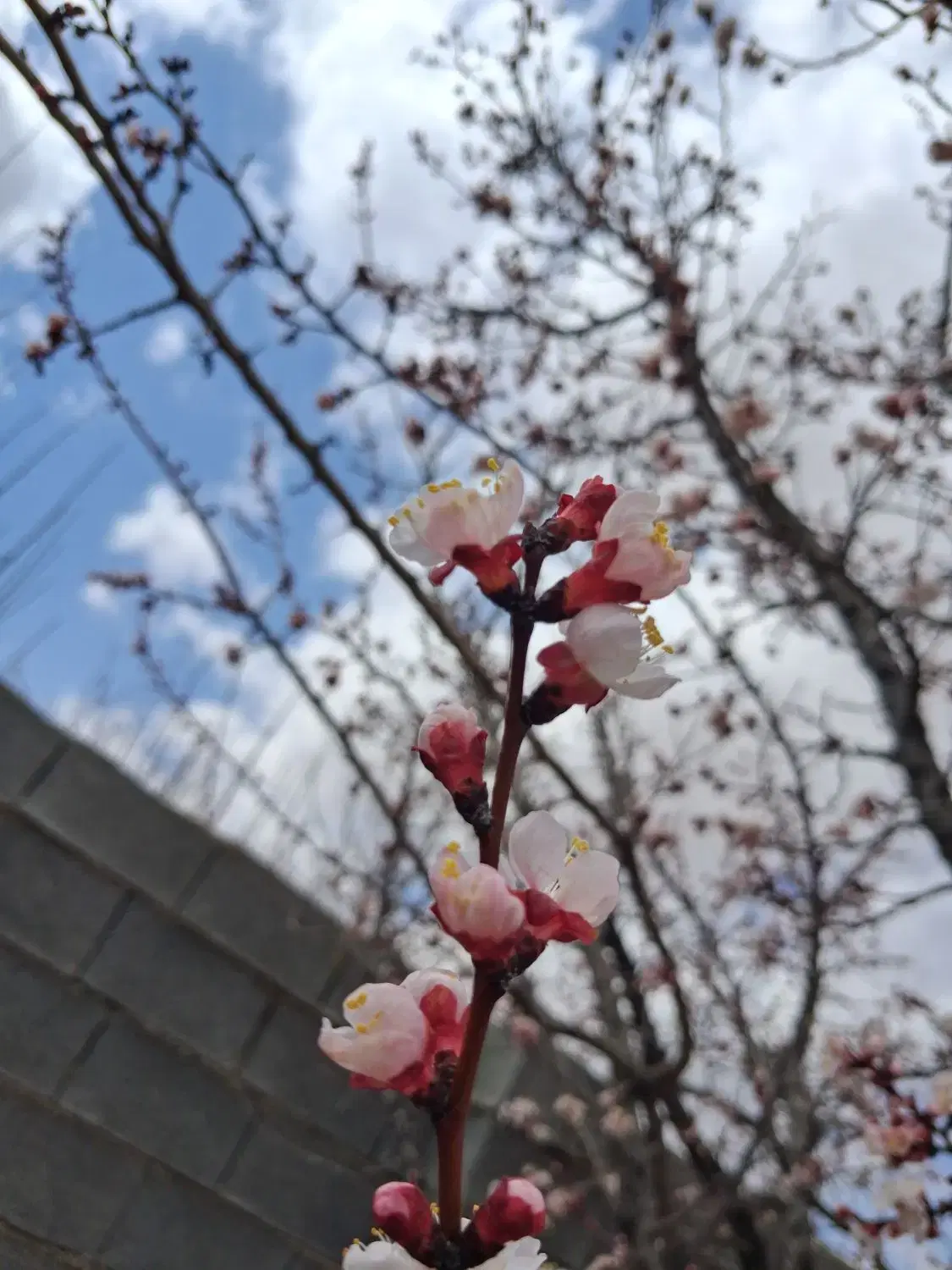باغ شهری ۱۰۰۰ متری با دیوار  سره نبش کوچه