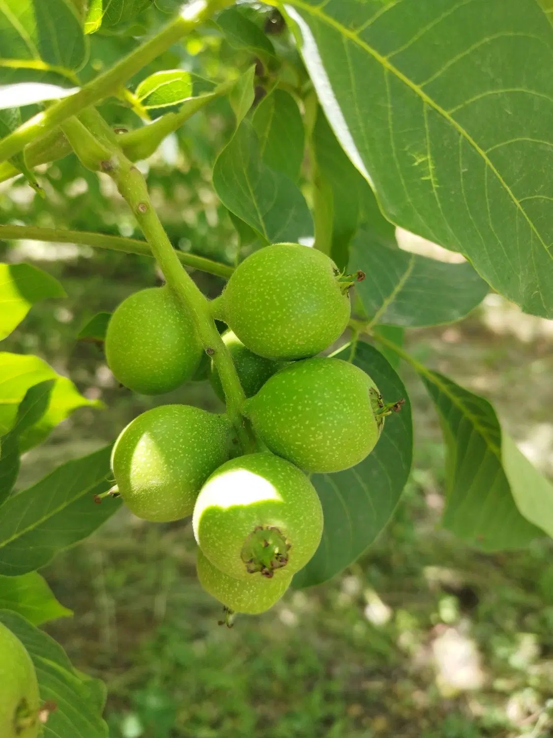 فروش باغ سند۶دانگ اوایل جاده وار