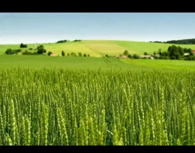 زمین کشاورزی یه تیکه ۴ هکتار ...آبیاری قطره ای