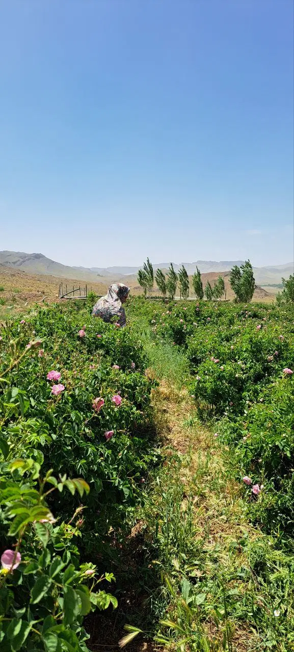 مزرعه و باغ گل محمدی