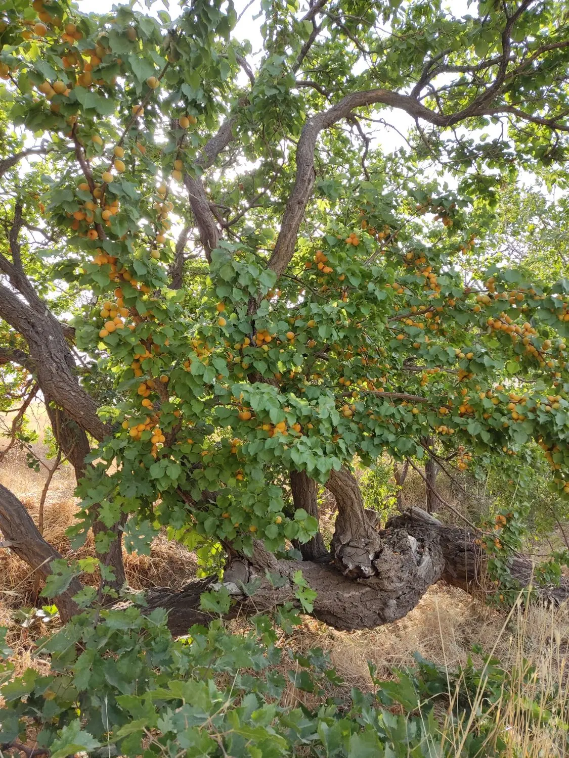 باغ. بسیار. زیبا.
