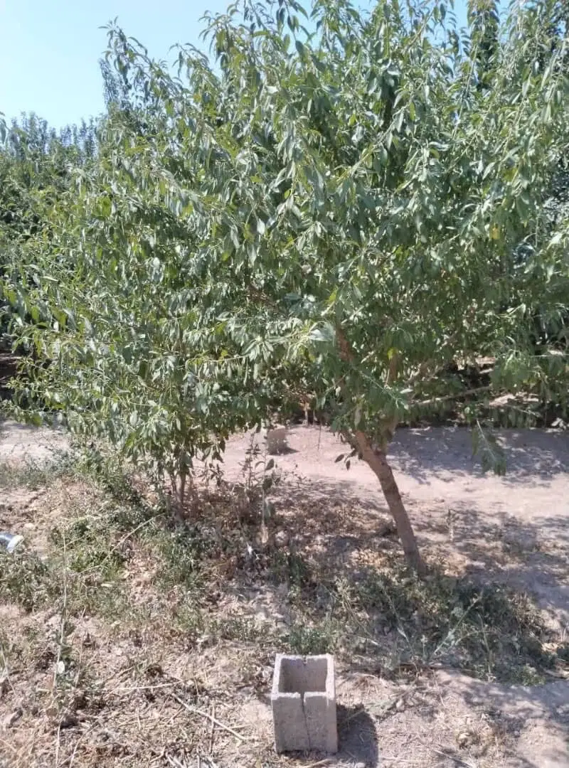 باغ زازران