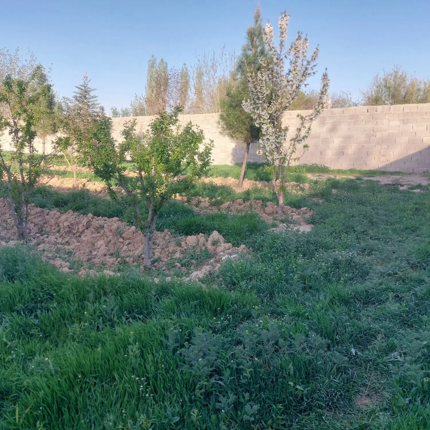 باغچه ۶۰۰ متری قاسم آباد بزرگ