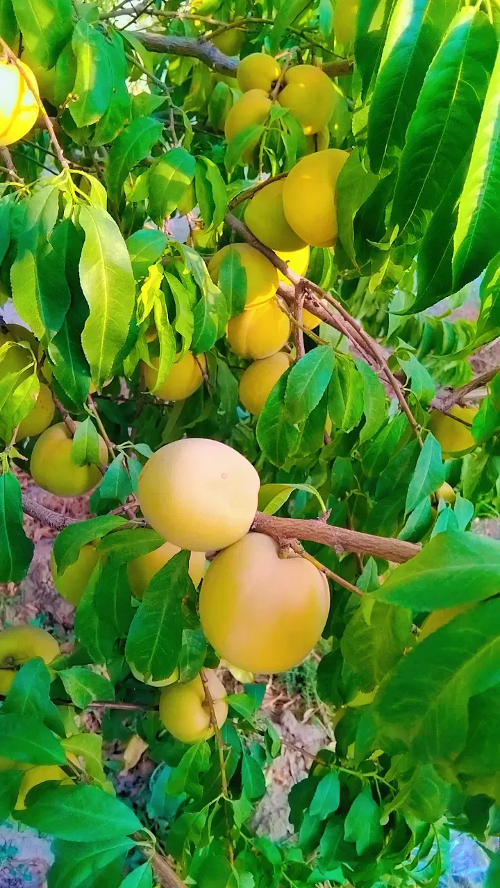 باغ ویلا سند تک برگ ششدانگ به متراژ۶۱۲متر درگوارشک