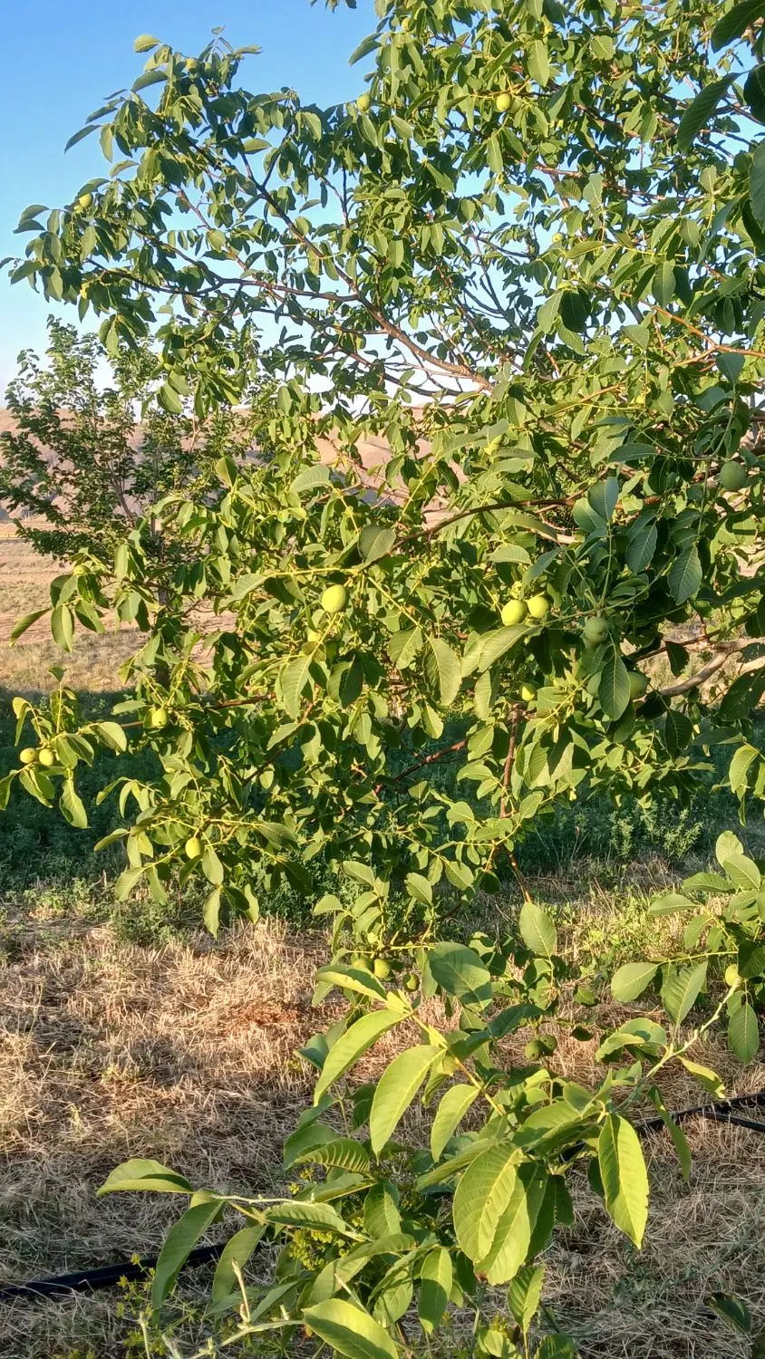 زمین