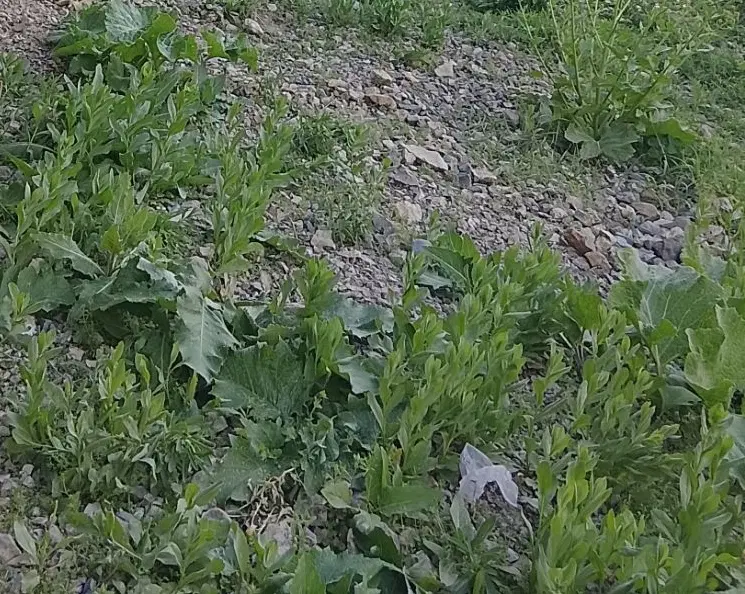چاه برقی دربست