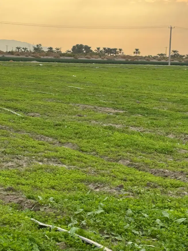 اجار زمین کشاورزی اجار