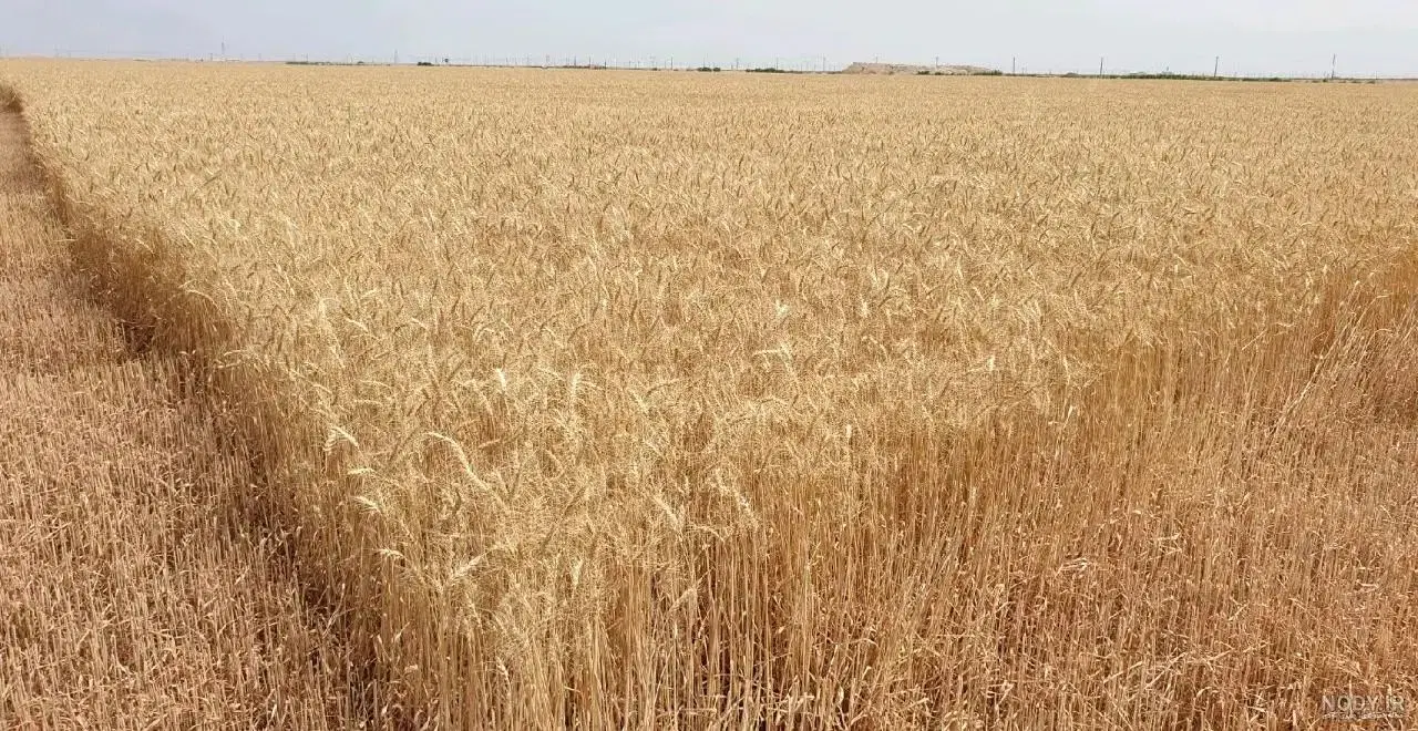 فروش زمین سند شش دانگ تک برگ