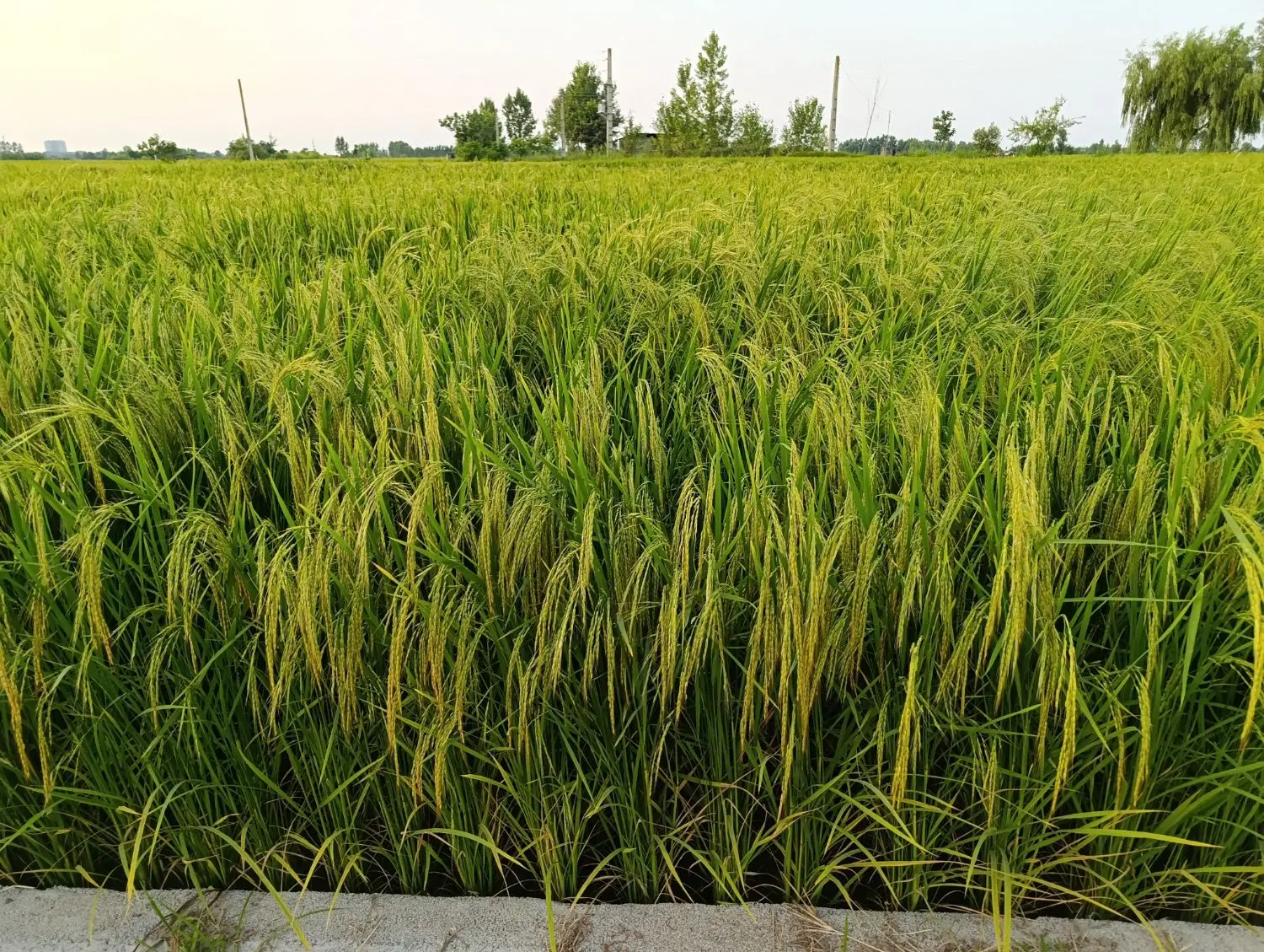 زمین کشاورزی(شالیزار)