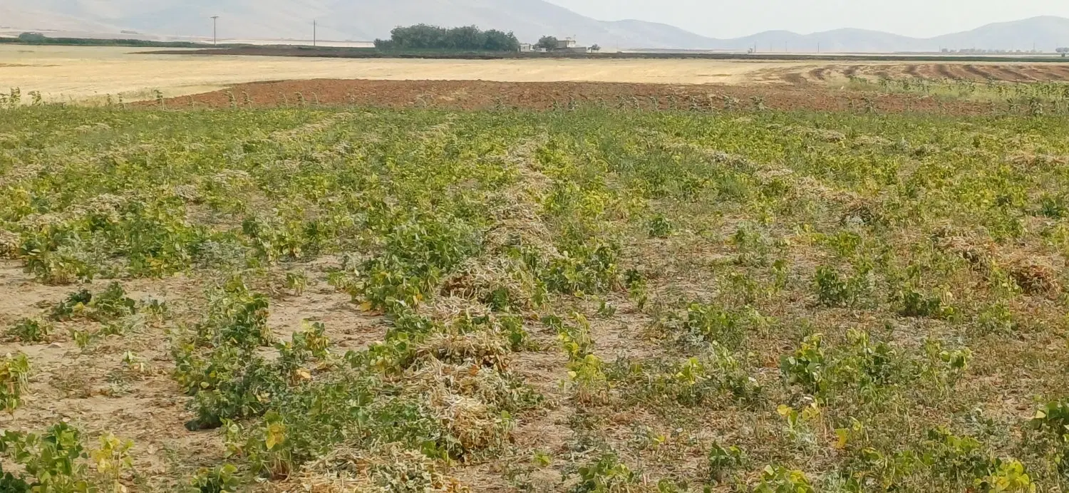 زمین کشاورزی