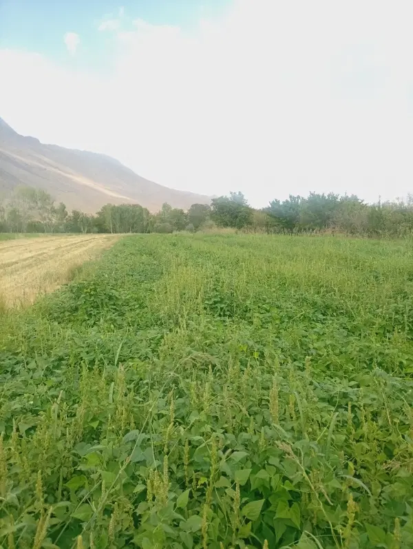 زمین کشاورزی