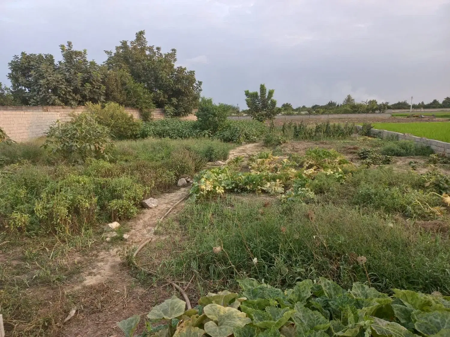 زمین روستایی