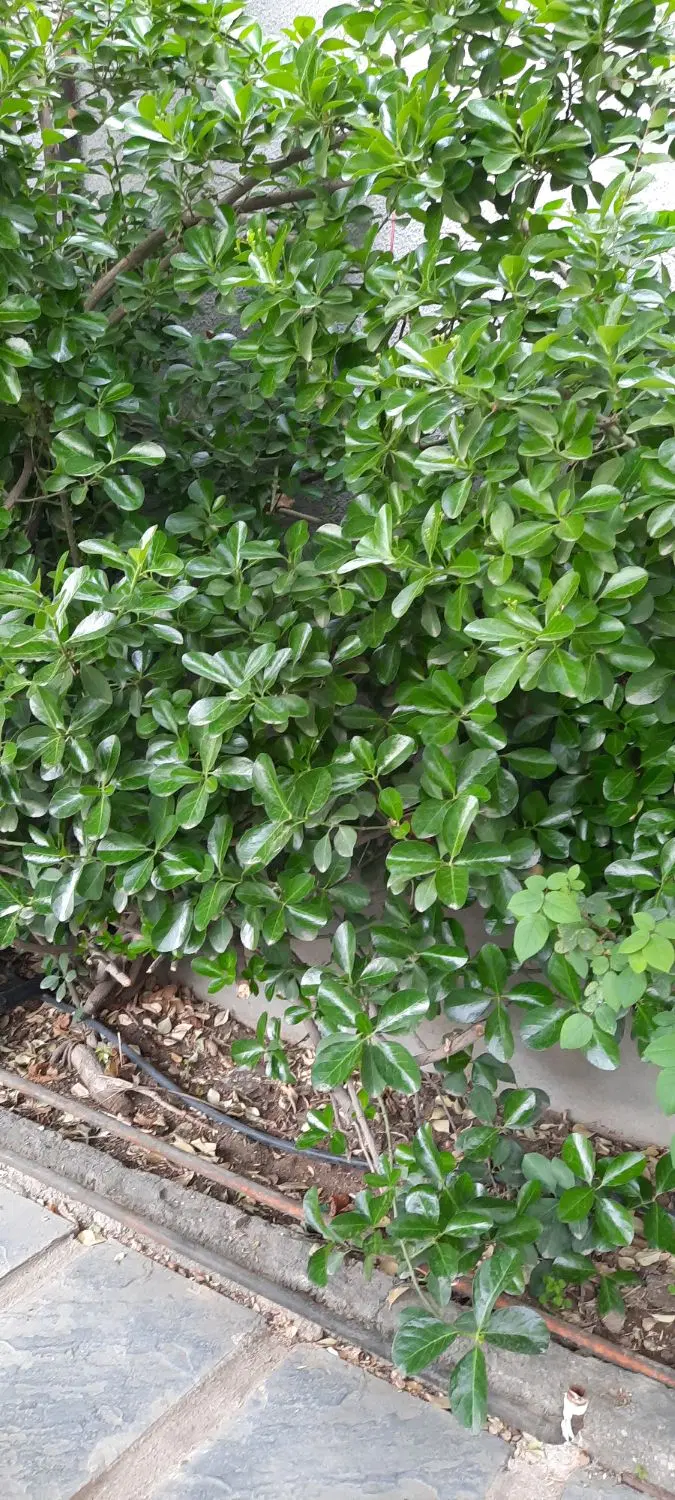 زمین چهار باغ