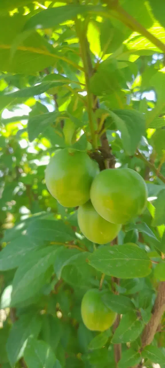 باغچه نقلی 250متری