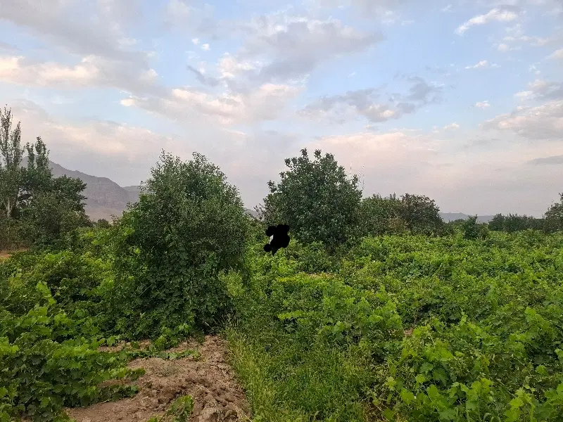 زمین کشاورزی