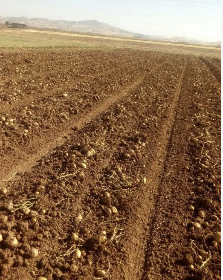اجاره زمین ۸۵۰ متری اصفهانک با خاک مرغوب