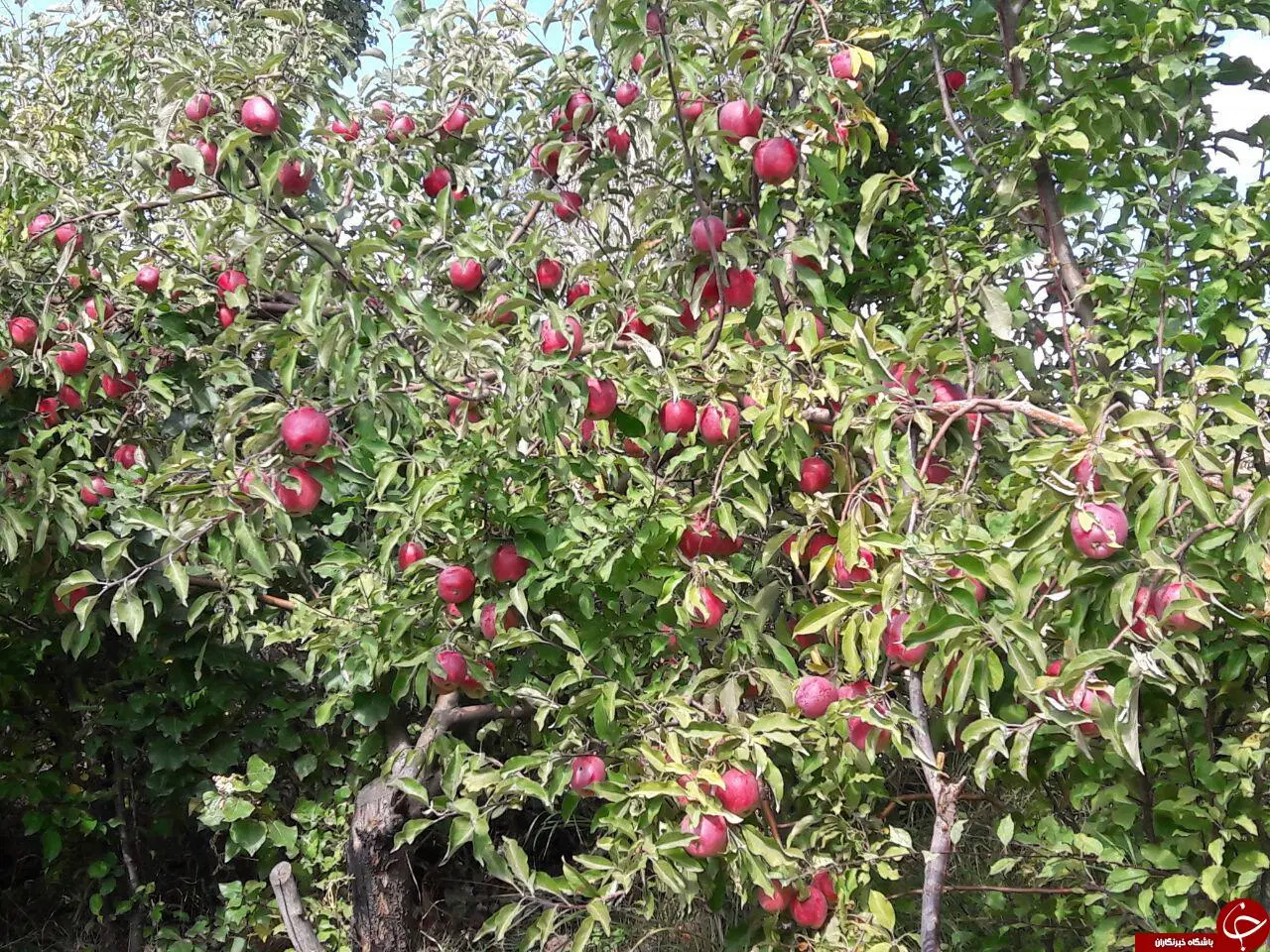 فروش زمین باغی مسکونی در شهر توریستی سیسخت