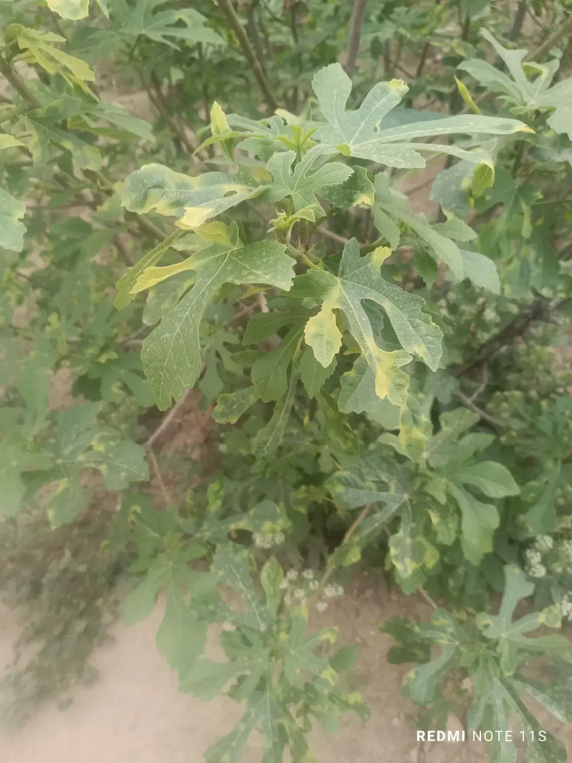 باغ چهار هزار متری داخل بافت عبدل آباد خاکعلی