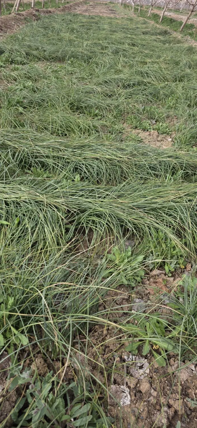 باغ در روستای اربطان پشت کارخانه سانیا