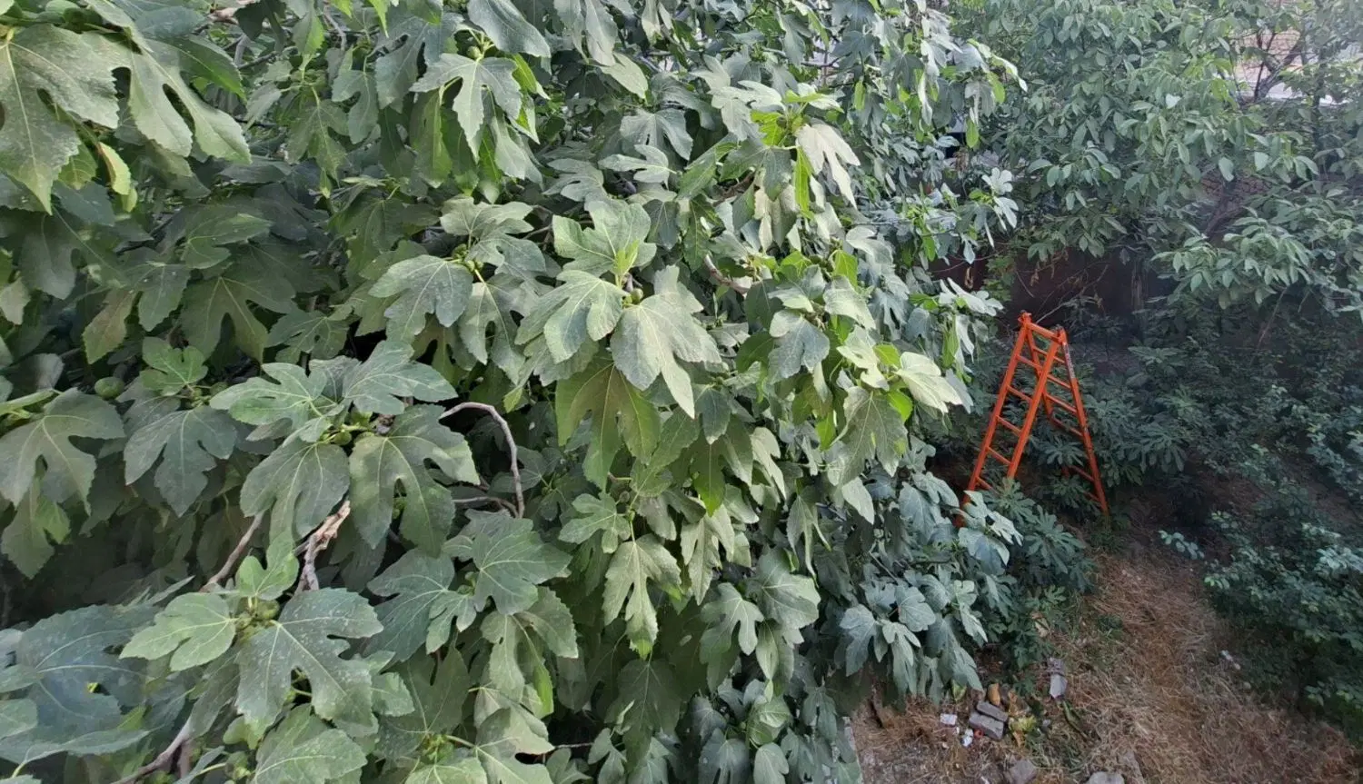 ۳۰۰ متر زمین ویلایی خیام جنوبی_ مناسب برای ساخت