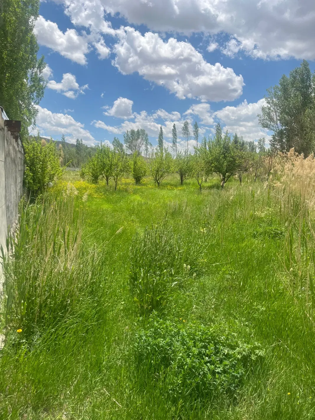 زمین ویلایی سعید اباد(سیداوا)