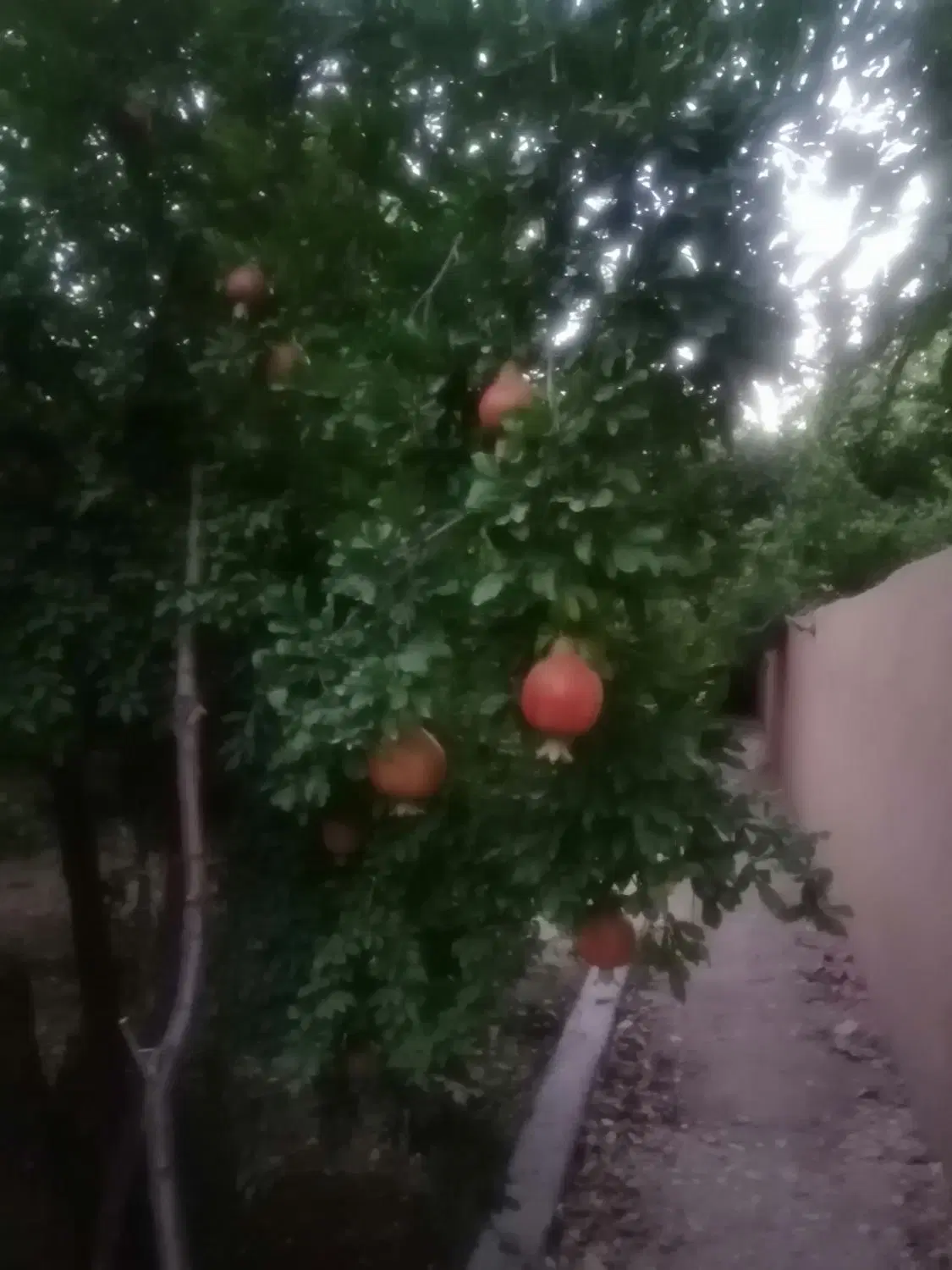 1000 متر باغچه غارسی فرهنگشهر نزدیک امکانات شهری