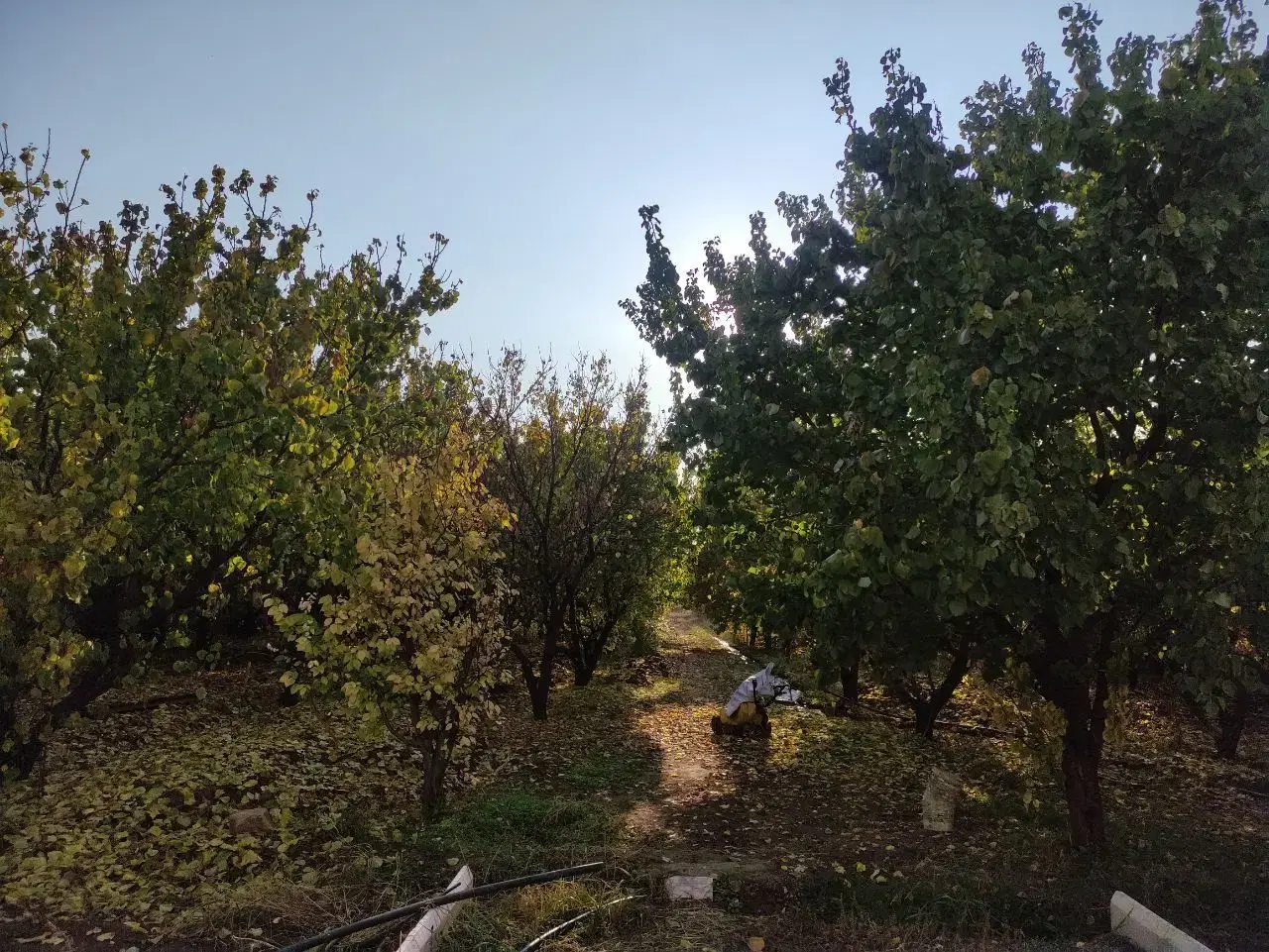 باغ کوهسار