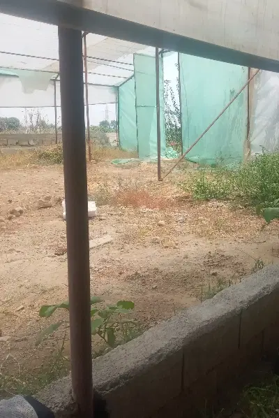 گلخانه به متراژ۷۰۰متر سرپوشیده