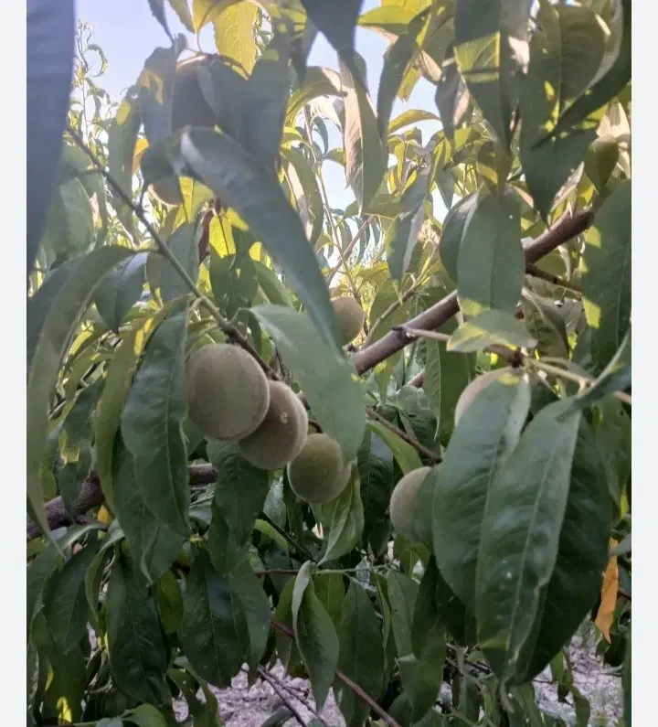 باغ فروشی