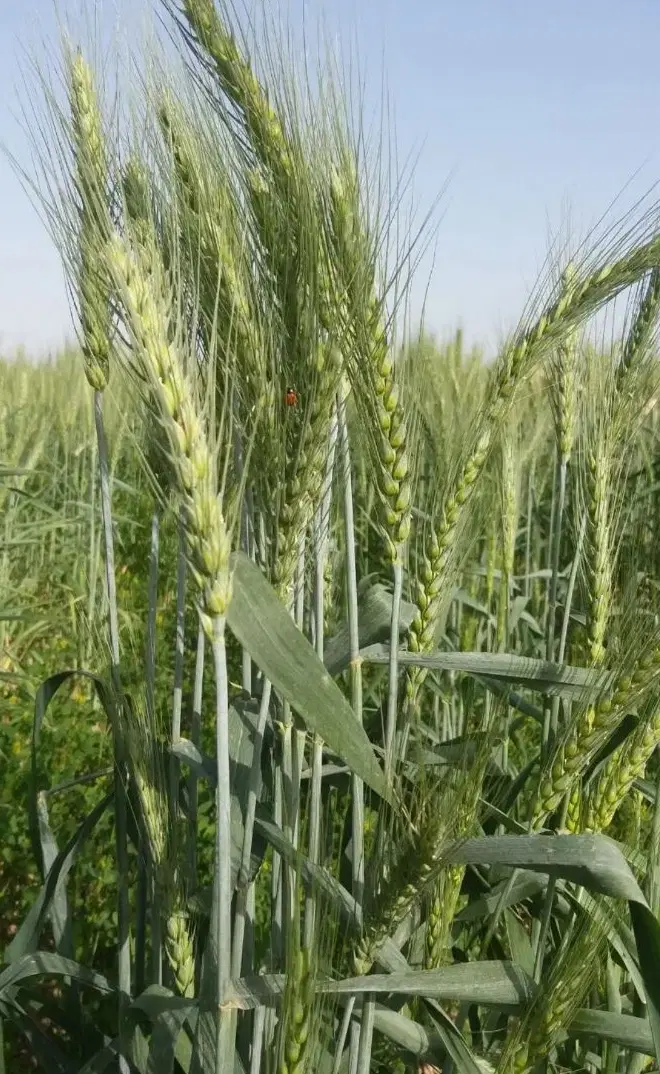 اجاره زمین کشاورزی ۴ تا ۶ هکتار لازمم