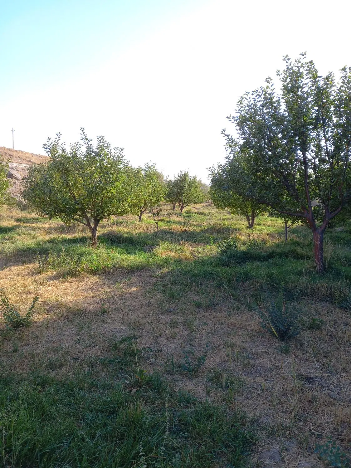 باغ میوه در منطقه گردشگری روستای زرقان