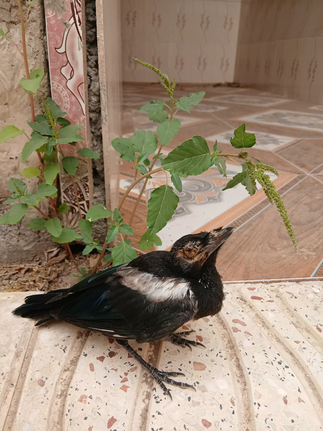 خانه ویلایی
