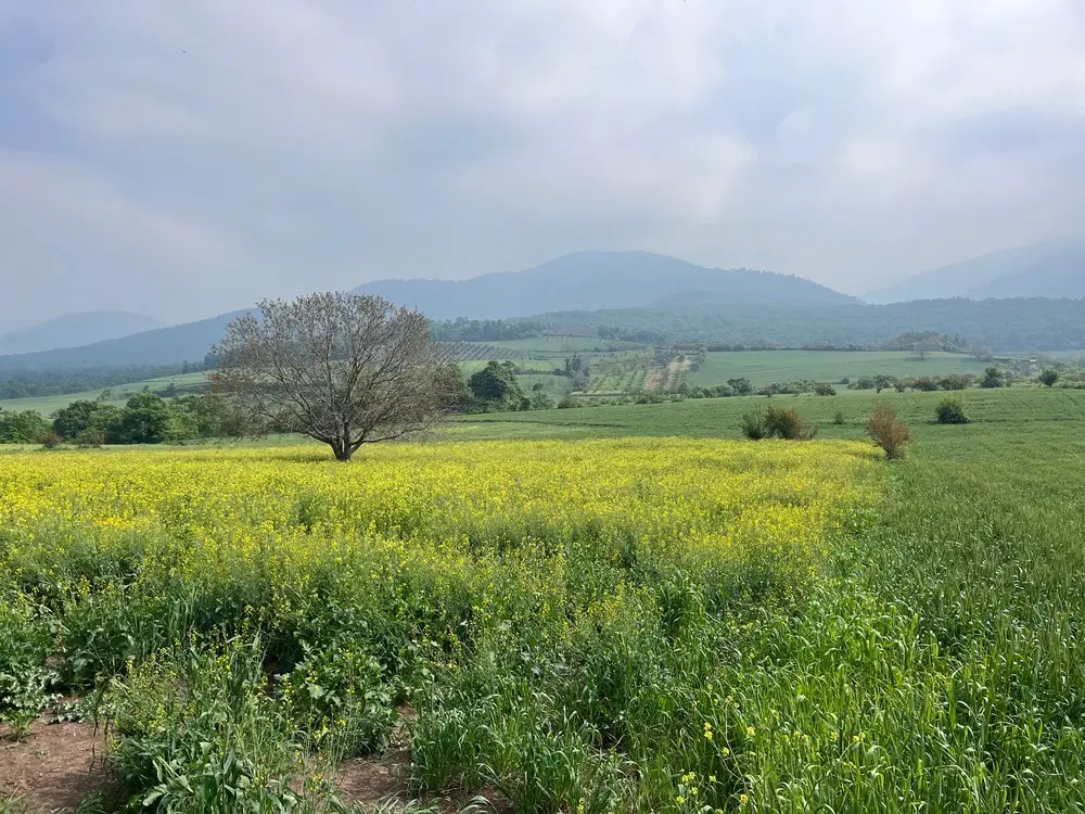 زمین باغی وزراعی در روستا