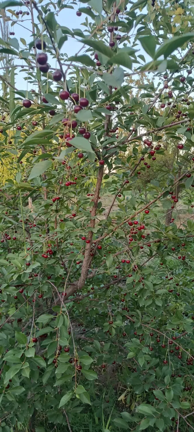 باغچه با درختان الوان بارده