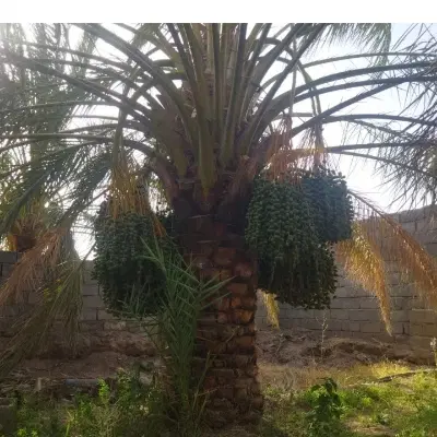 اجاره میدم