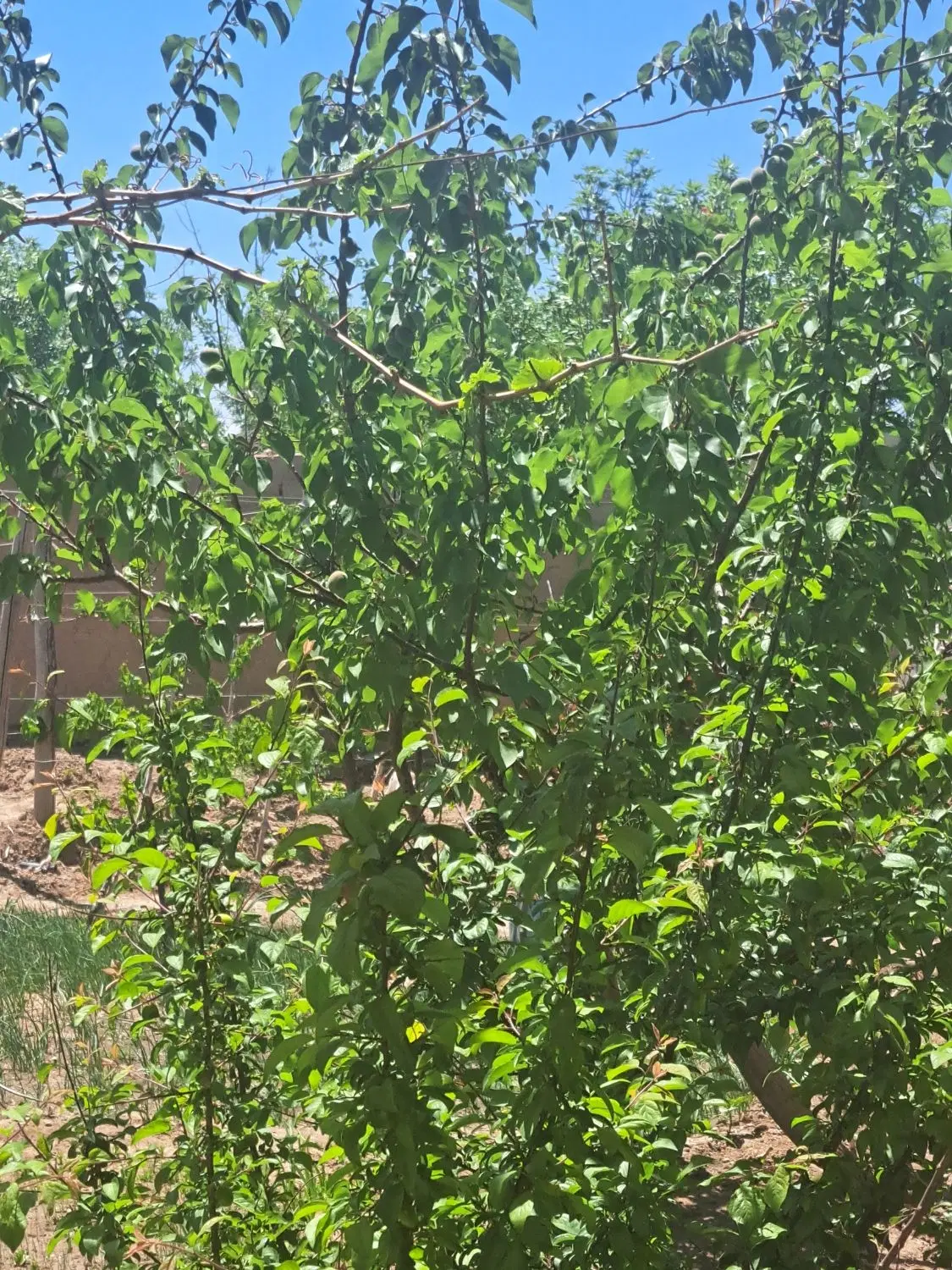 زمین فروشی