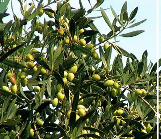 معامله دوقطعه زمین درهفت باغ وجاده کوهپایه باویلا