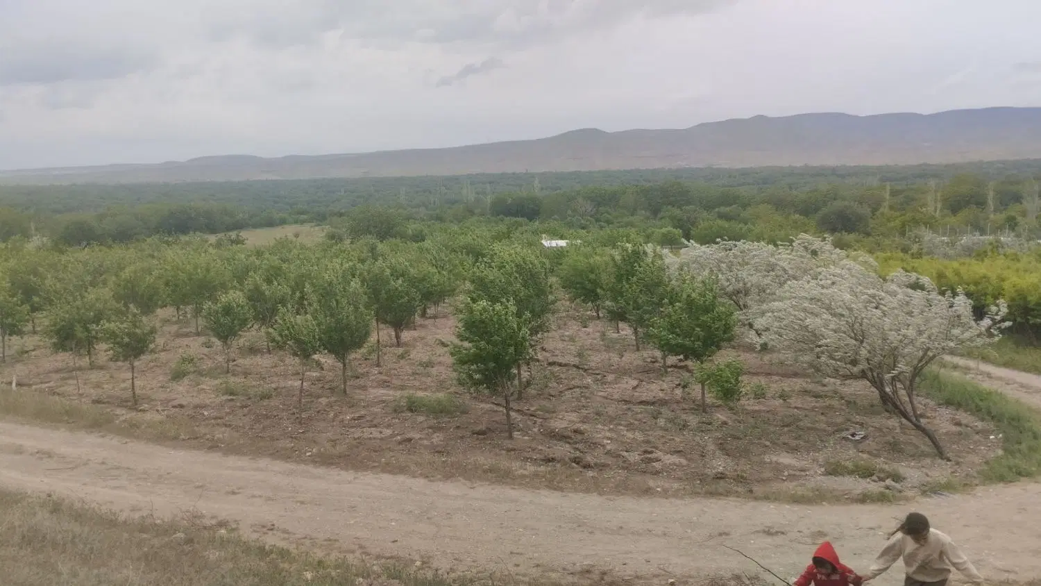 باغ دارای درختان پسته بادام و میوجات