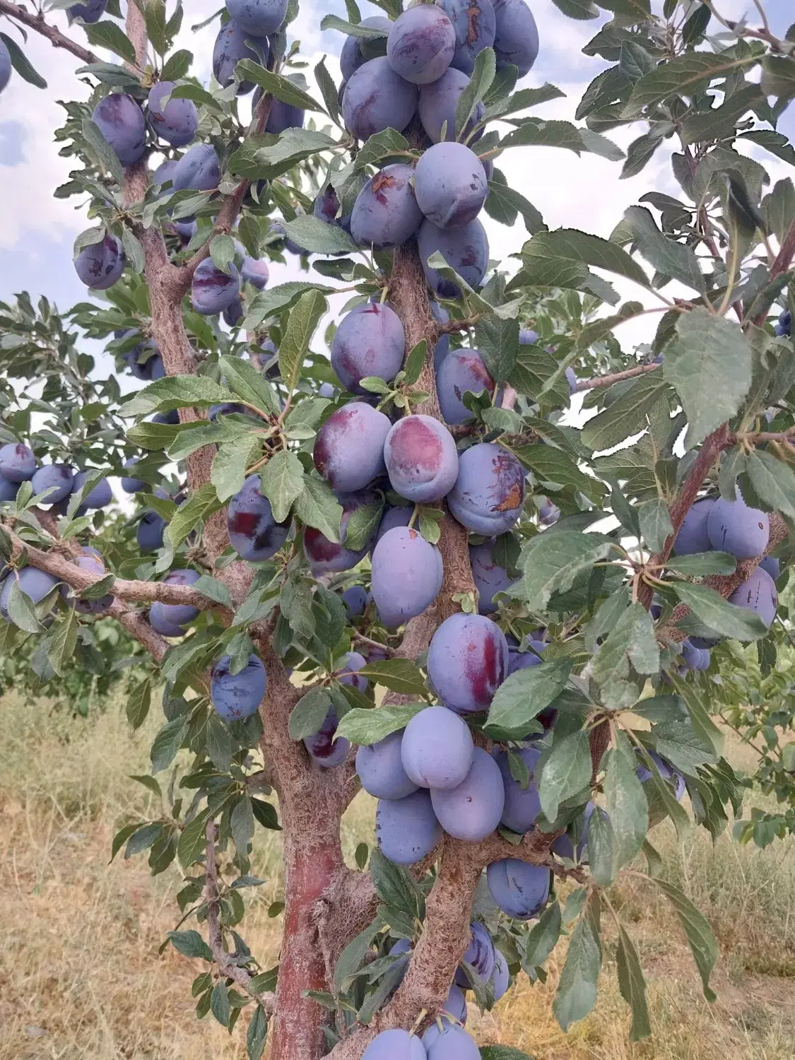 باغ ۵۰۰۰ هزار متری