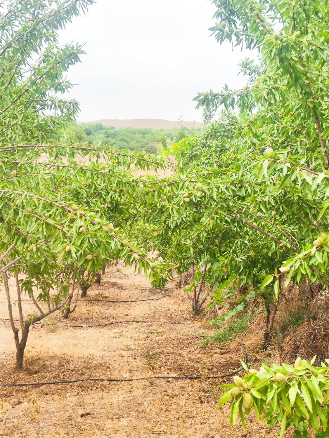 باغ باغچه  سند دارفنس کشی
