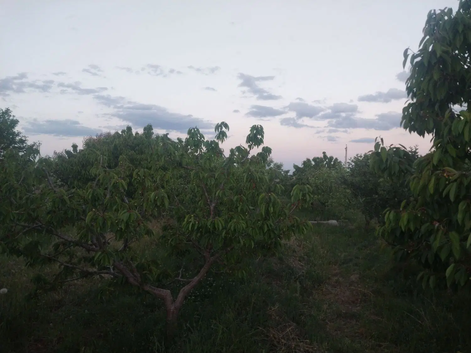 باغ در شبستر کوزه کنان