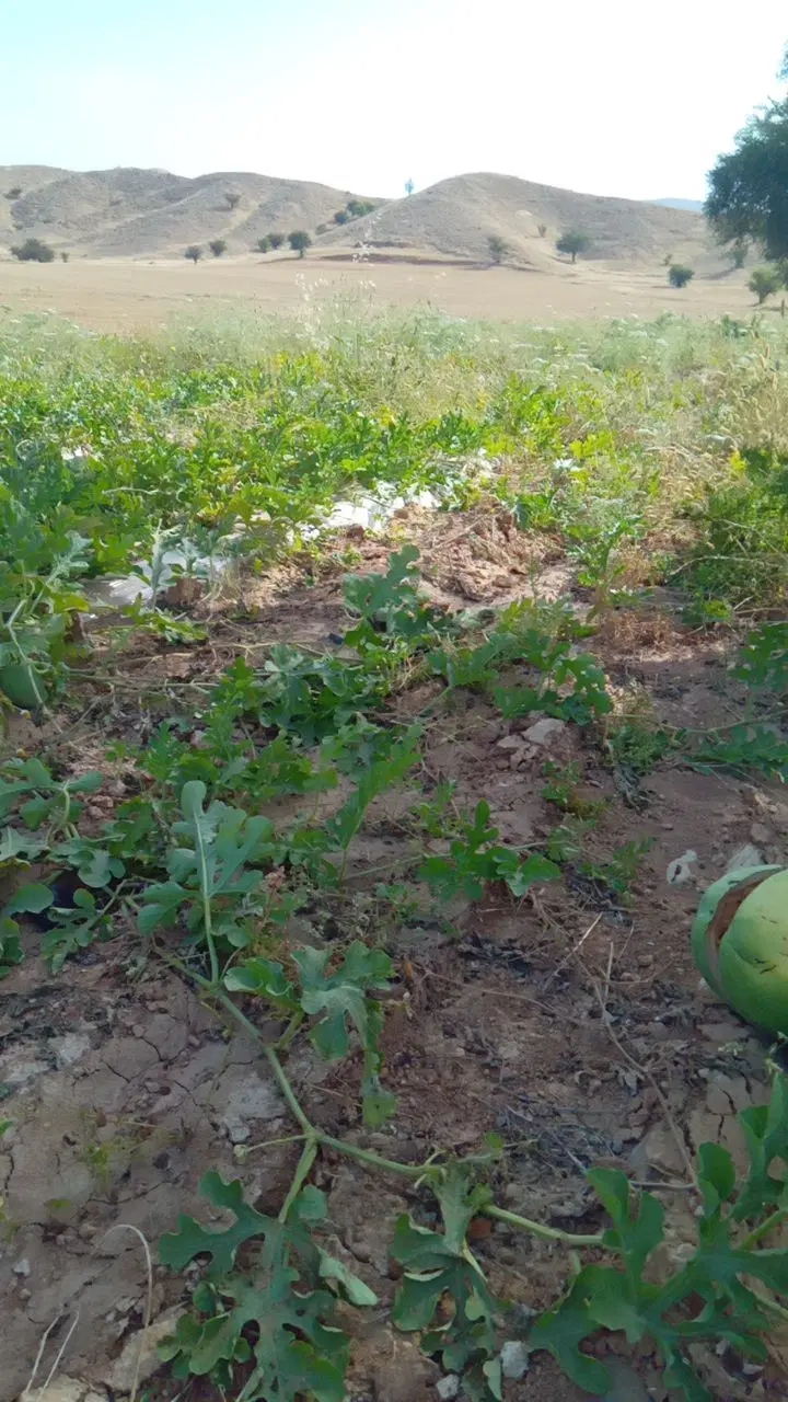 ۲۳۵۰متر زمین کشاورزی معاوضه با منزل